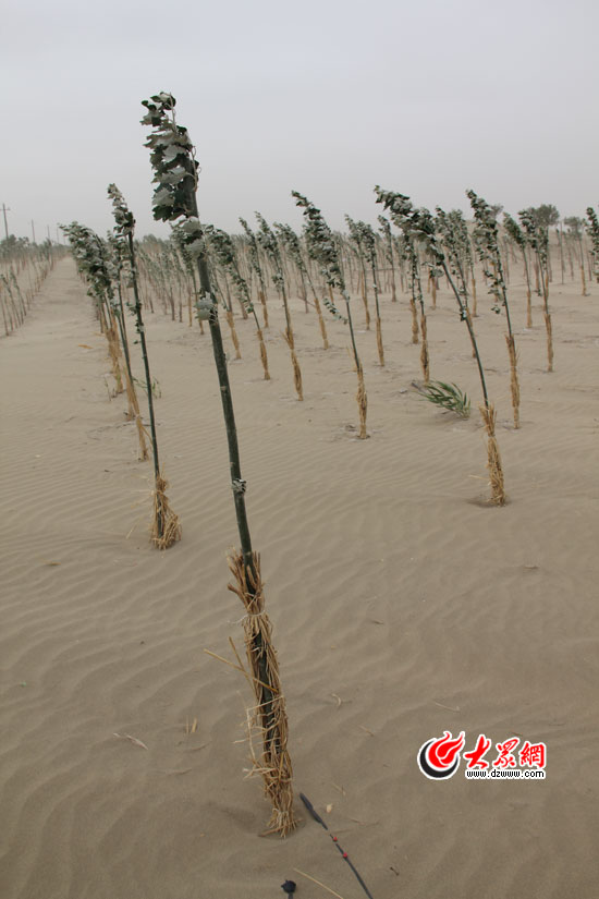 塔克拉玛干沙漠人口_那些地方 塔克拉玛干沙漠 签到有礼(2)