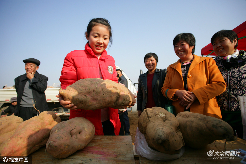 日照675斤重单株地瓜夺地瓜王25