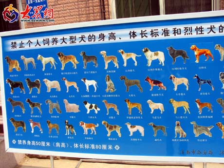 前期工作到位 济南养犬登记逐渐深入人心