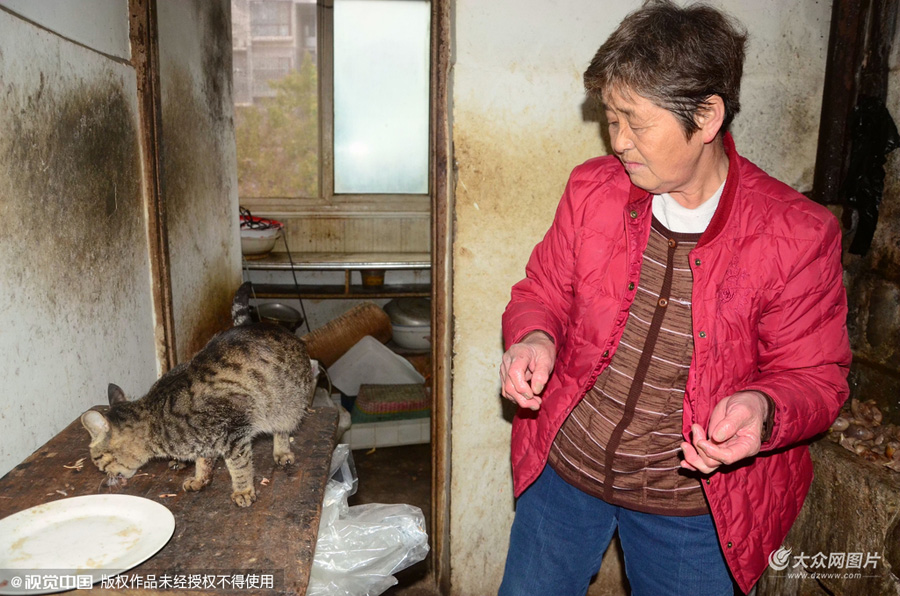 聊城老太13年收养上千只流浪猫 老伴不理解分居十余载