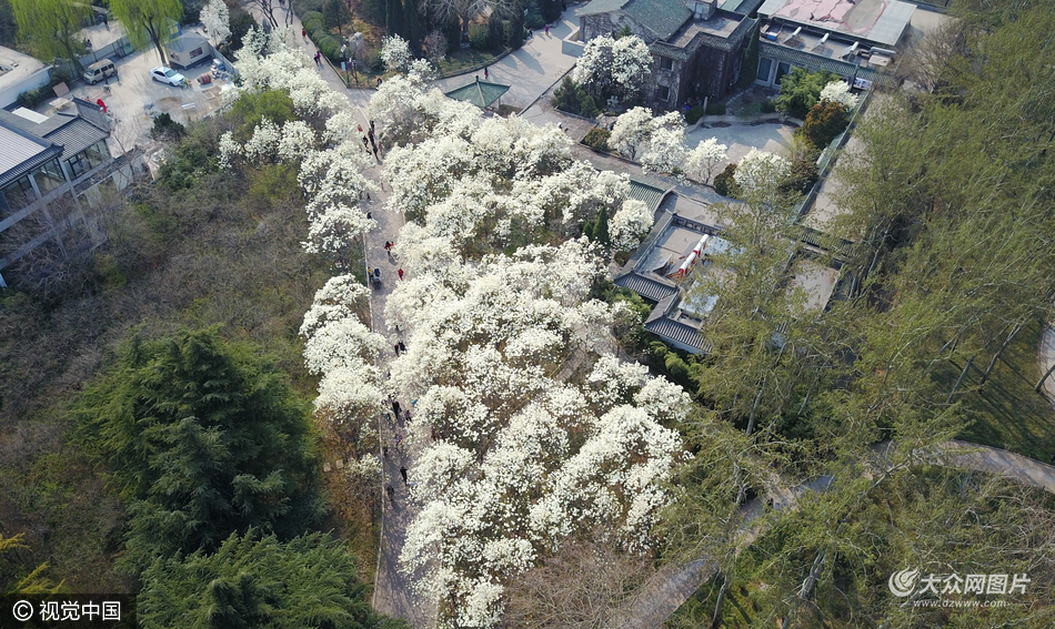 航拍济南百花公园玉兰花盛开如花海