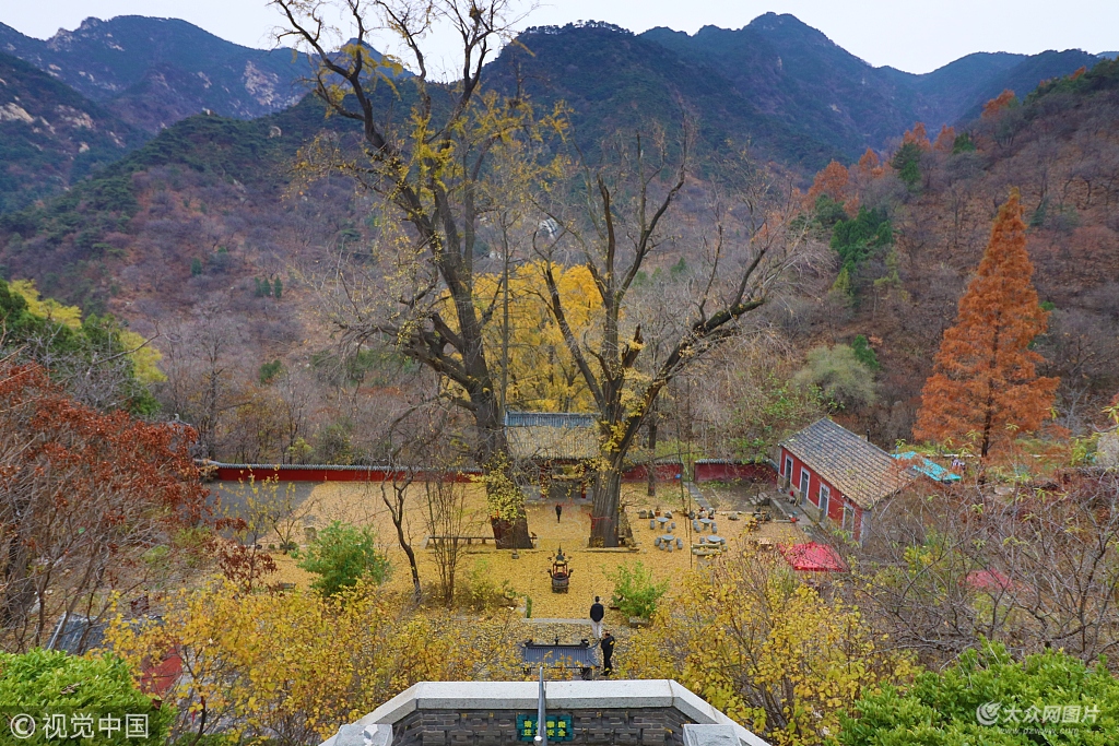 泰安泰山玉泉寺千年银杏落叶宛若黄金童话世界