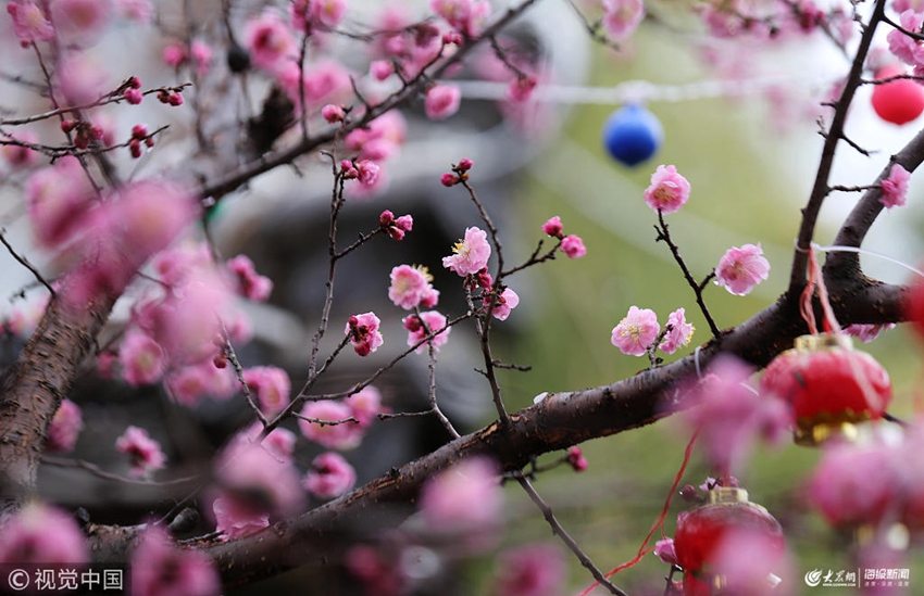 2019年3月20日,山东临沂,一场雨后,沂南县竹泉村梅园内的梅花更显娇艳