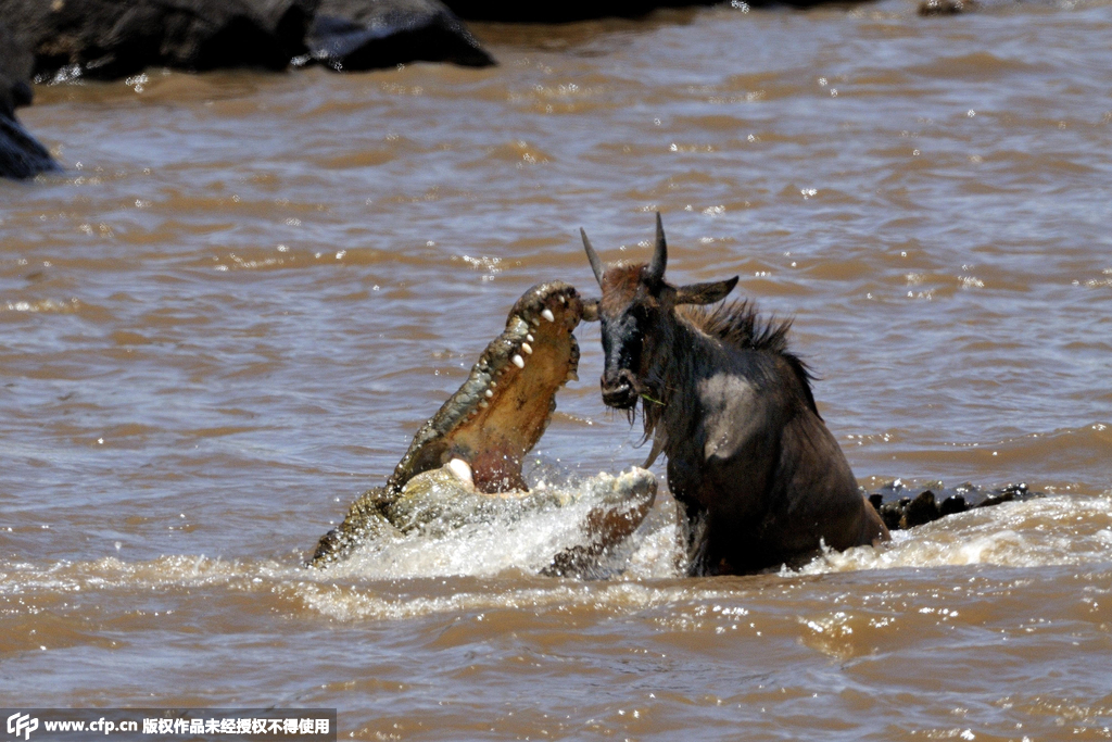 无情鳄鱼袭击迁徙斑马角马 展现弱肉强食