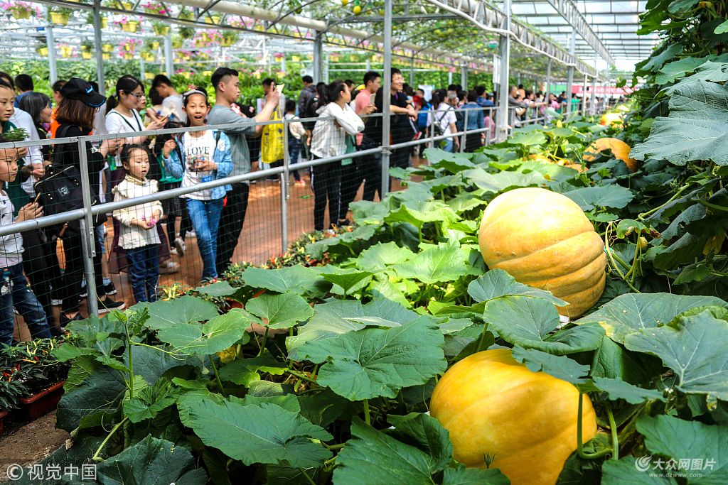 2018年4月29日,山东潍坊,游客在中国"蔬菜之乡"山东寿光第十九届中国