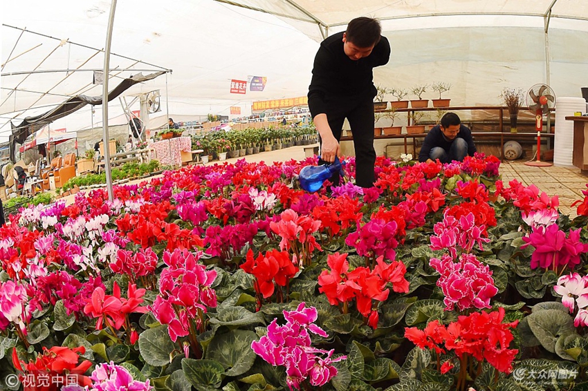 山东潍坊,青州市黄楼街道花农在为花卉浇水