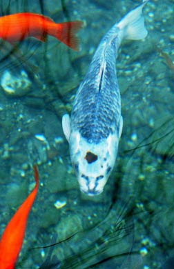 A fish with a head resembling that of a tiger is seen in a pool in Jinan, capital of east China's Shandong Province, Feb. 22, 2005. The fish was found by a visitor in the city on Tuesday.