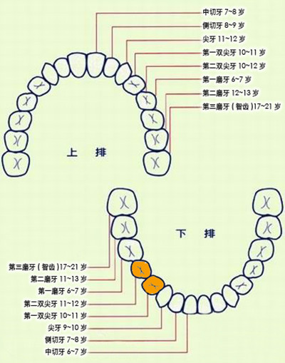 恒牙生长时间顺序图图片