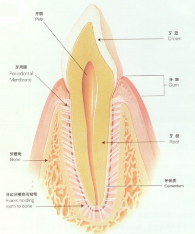 门牙结构图片