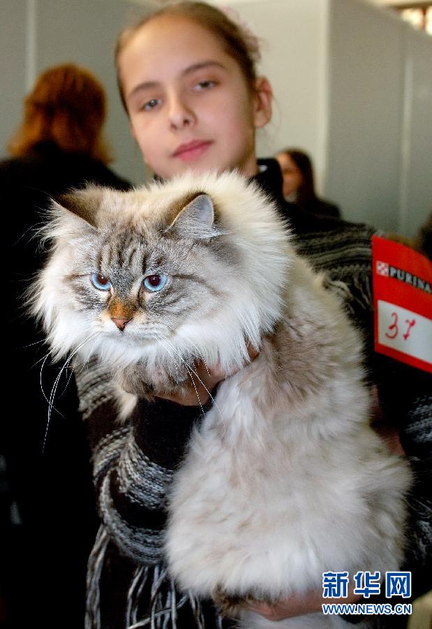 俄罗斯下诺夫哥罗德举办猫展
