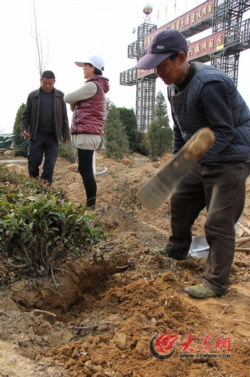 日照茶賤傷農,10齡茶樹忍痛砍了