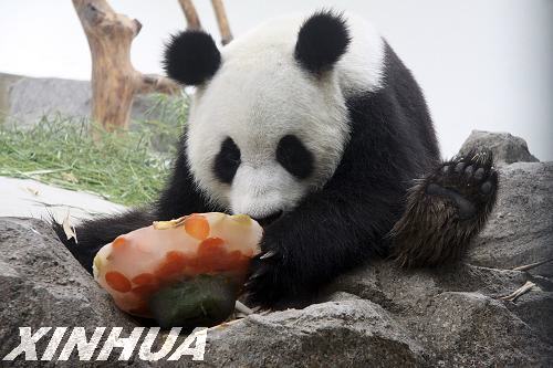 大熊猫宁宁威海迎来3岁生日