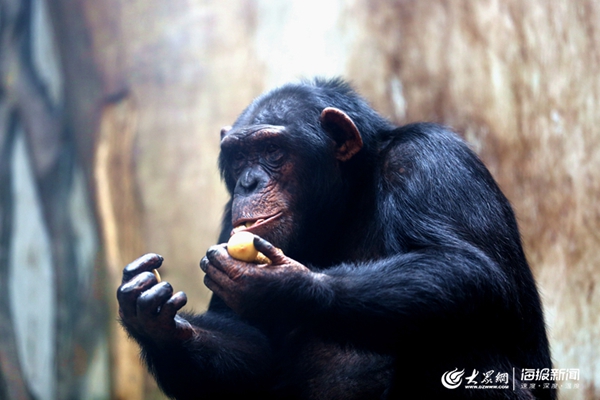 黑猩猩正在吃饲养员精心准备的夏日水果大餐