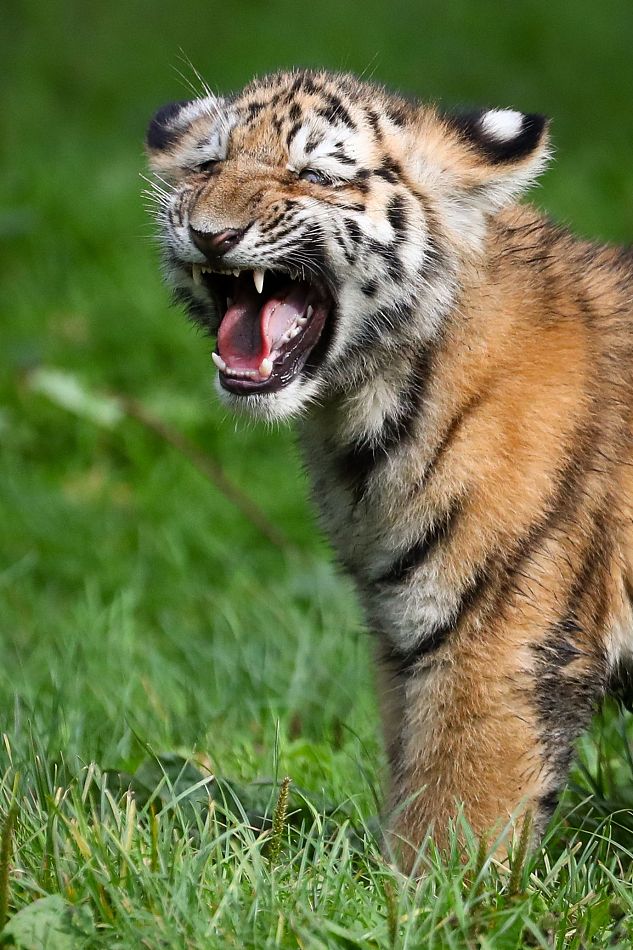 德4个月大西伯利亚虎宝宝首次外出探索领地 吼叫模样酷似大笑