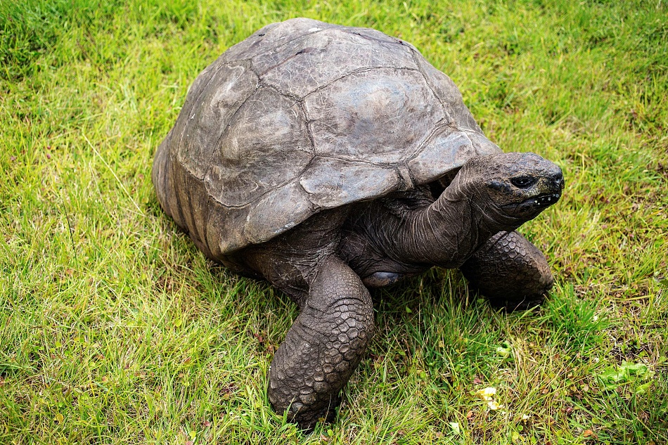 实拍185岁塞舌尔巨龟乔纳森或为地球最老爬行动物