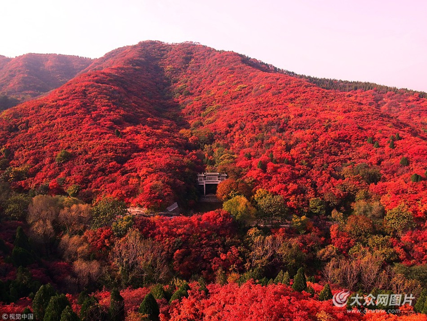 济南4000亩红叶盛开 红透山谷半边天