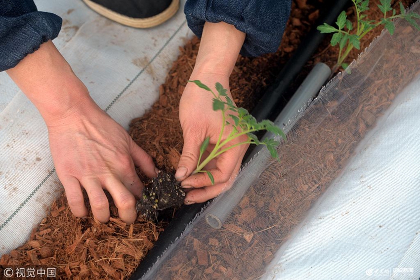 聊城:水肥一体化无土栽培技术助推新农业