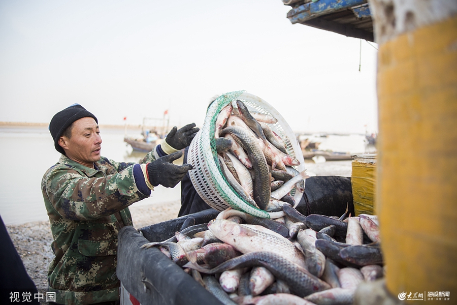 岔尖村的渔民正在将收获的梭鱼装箱上岸销售