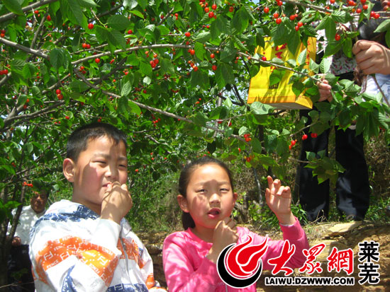 莱芜茶叶樱桃节图片