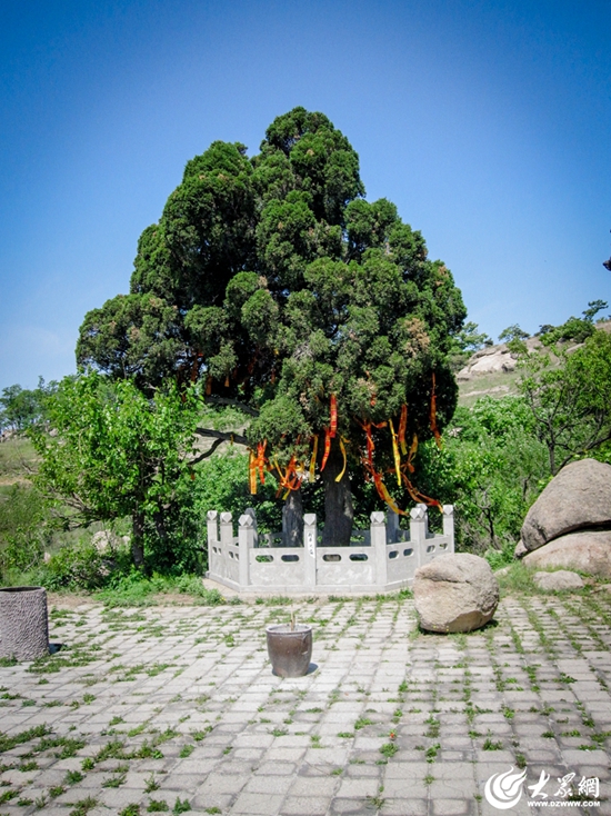 【日照古树名木】五莲800年圆柏见证风云变幻