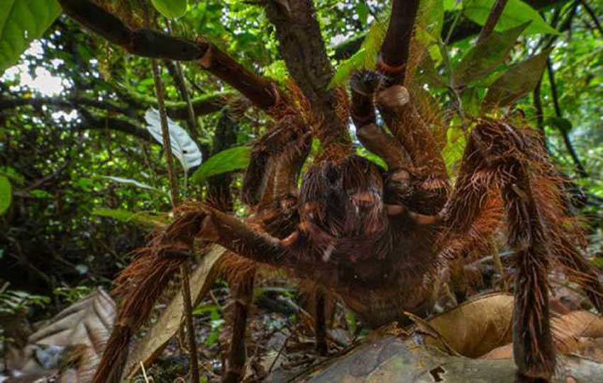 世界上体型最大的蜘蛛图片