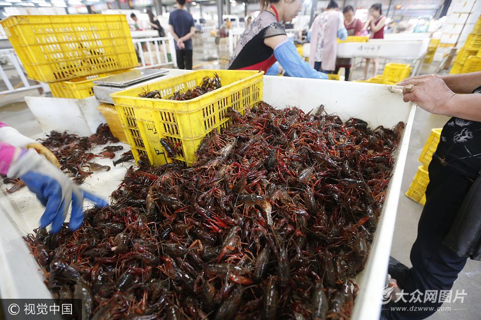 探访中国最大小龙虾交易市场 商贩一天卖两万斤月赚百万