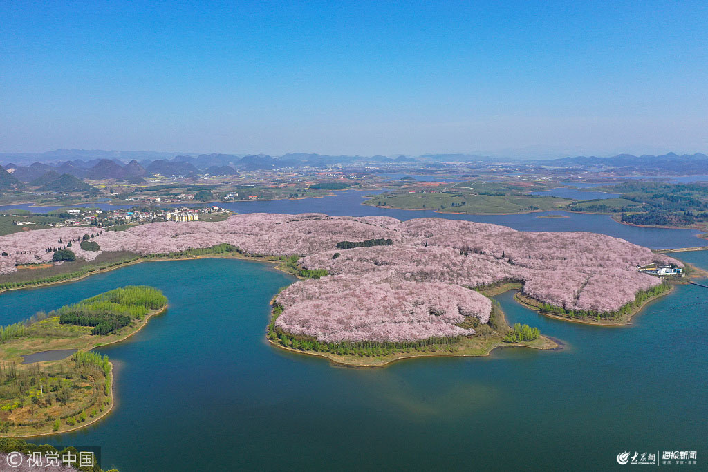 貴陽貴安櫻花園每天吸引遊客十餘萬