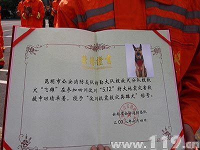 搜救犬证图片