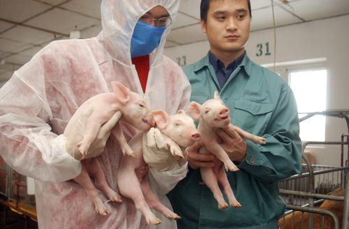 克隆小猪发出绿荧光 中国首例