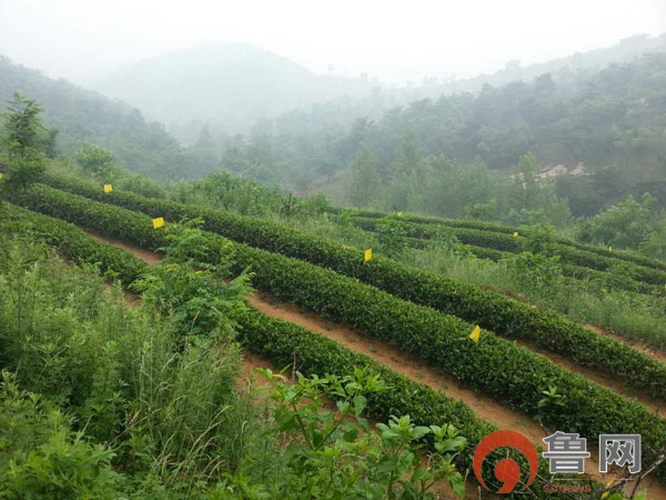 山东圣谷山日照绿茶:还茶一片"叶"的本性